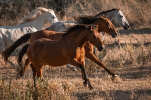 Pferde im Galopp